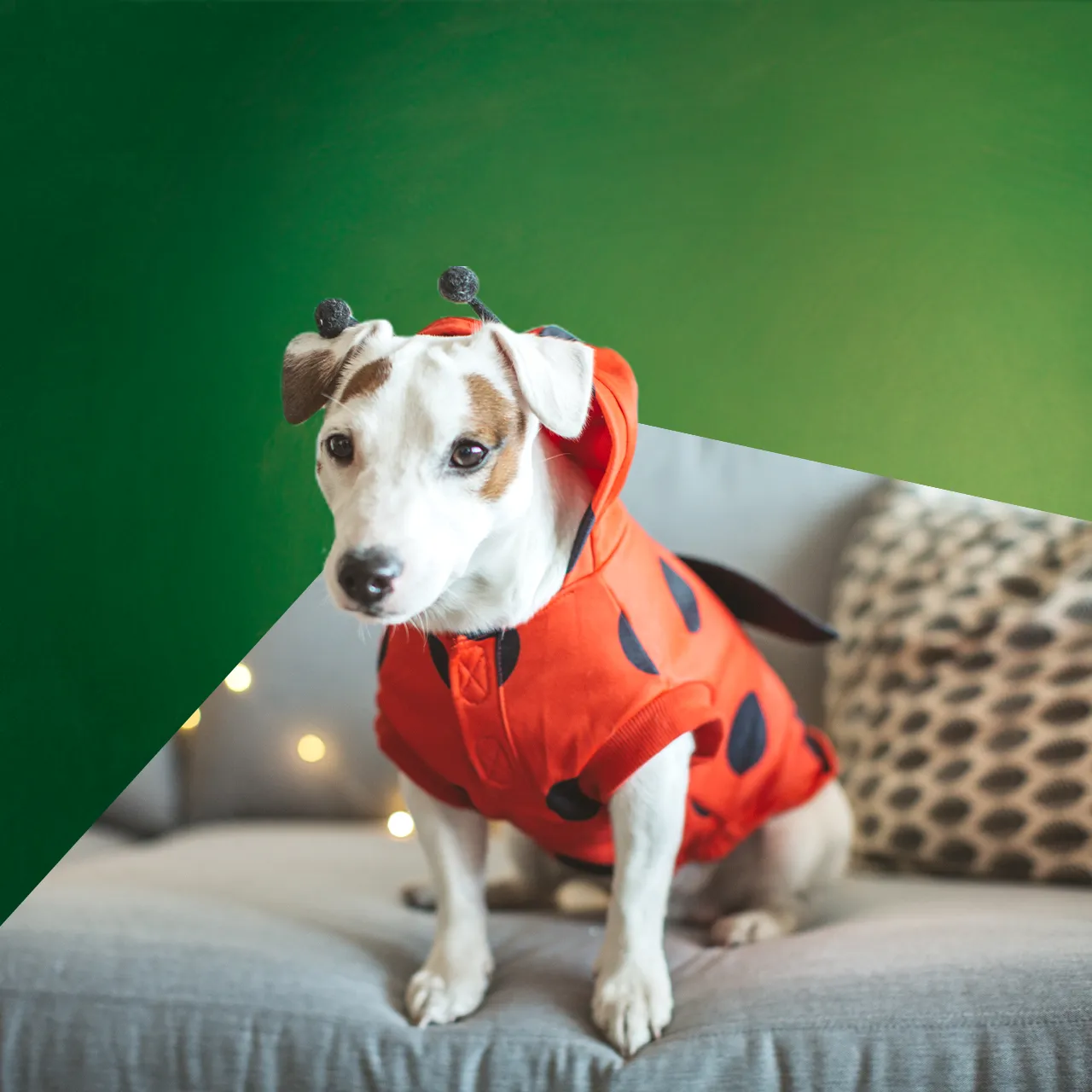 Ein Hund im Marienkäfer-Kostüm sitzt auf dem Sofa, die Gewinner stehen fest.