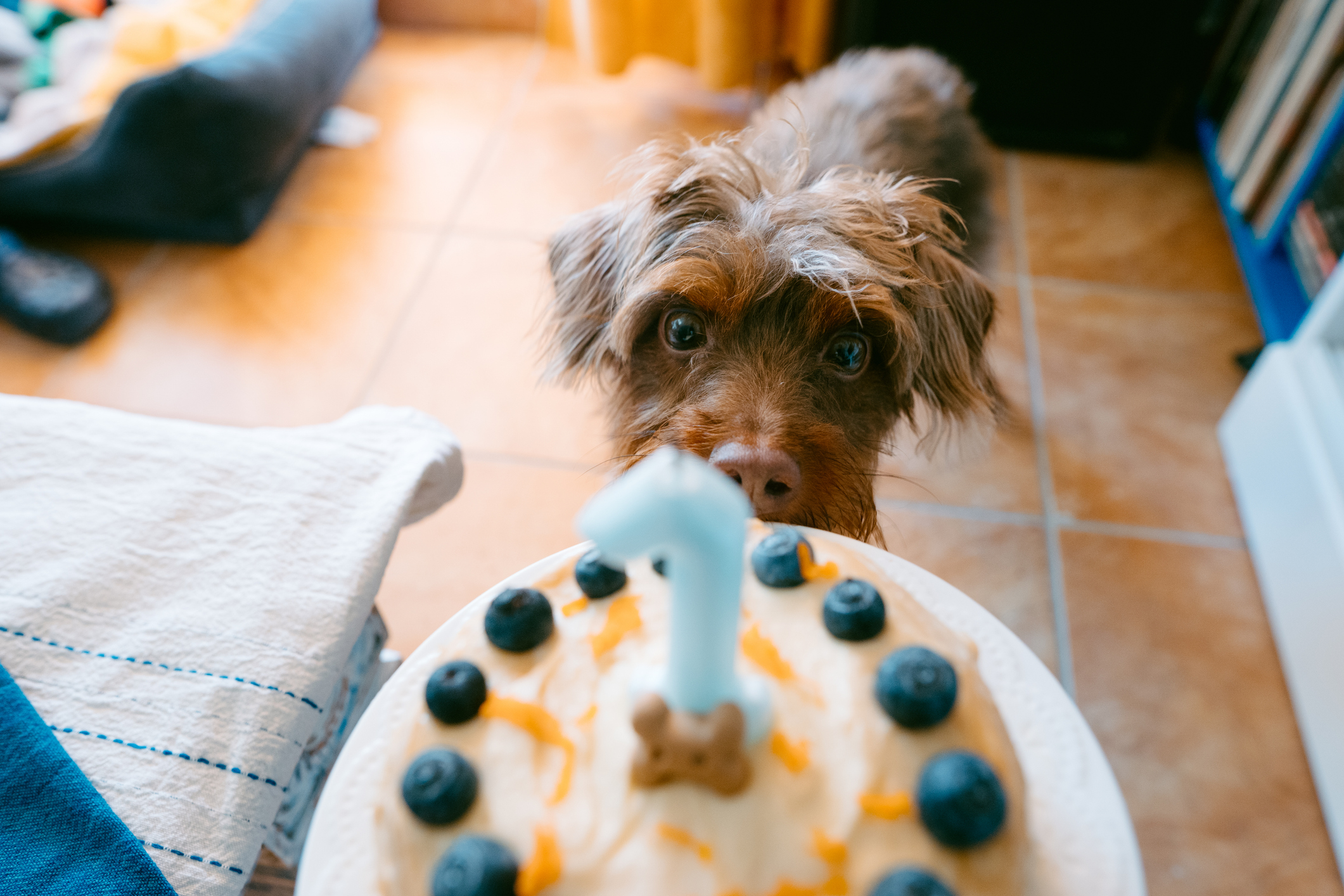 Hund guckt eine Geburstagstorte mit Zahl an.
