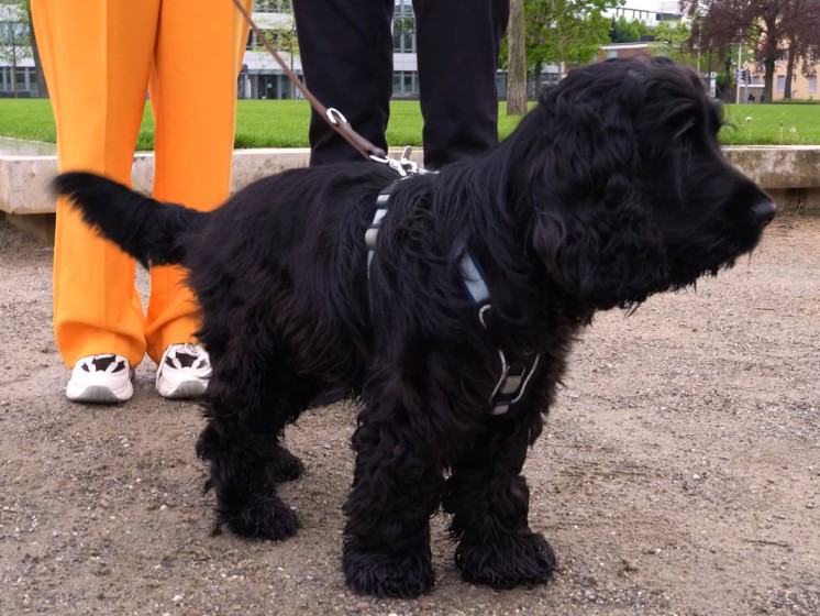 Schwarzer Hund | WestLotto-Gewinnergeschichte LOTTO 6aus49