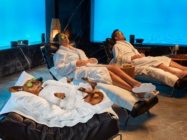 Zwei Menschen und ein Hund mit Gurkenscheiben auf den Augen liegen in einem Spa | Eurojackpot