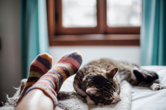 Katze liegt auf Bett. Daneben zwei Füße mit dicken Wollsocken. WestLotto Local Hero Bingo
