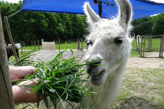 Ein Lama im Revierpark Nienhausen wird mit Grünzeug gefüttert