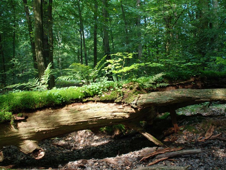 Naturschutzgebiet Davert | WestLotto Ausflugstipps