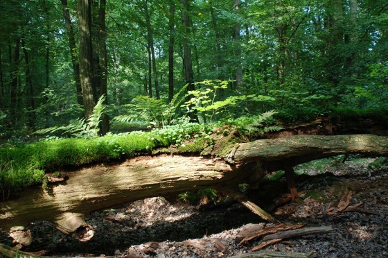 Naturschutzgebiet Davert | WestLotto Ausflugstipps