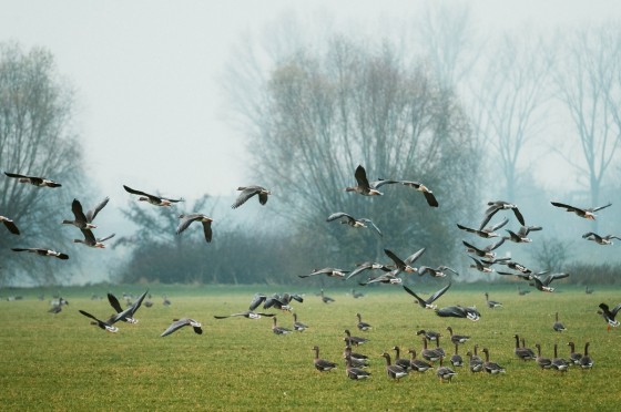 Wildgänse fliegen über Naturschutzgebiet | WestLotto-Ausflugstipps NRW 