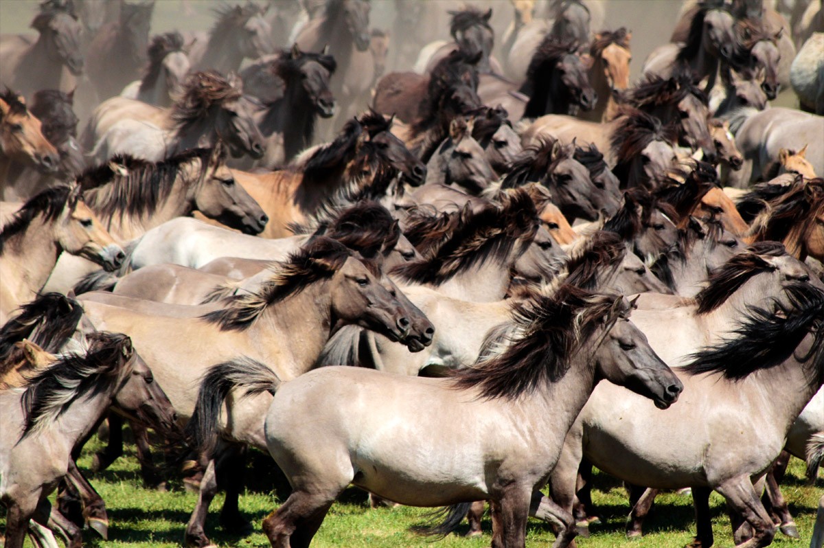 Rennende Wildpferde in Dülmen | WestLotto-Ausflugstipps NRW