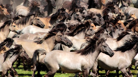 Viele rennende Wildpferde | WestLotto-Ausflugstipps NRW