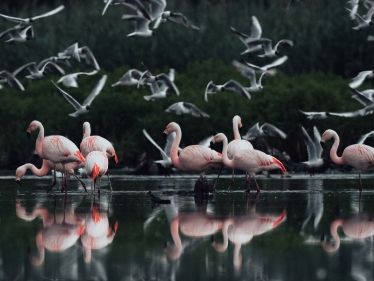Mehrere Flamingos im Wasser | WestLotto-Ausflugstipps NRW