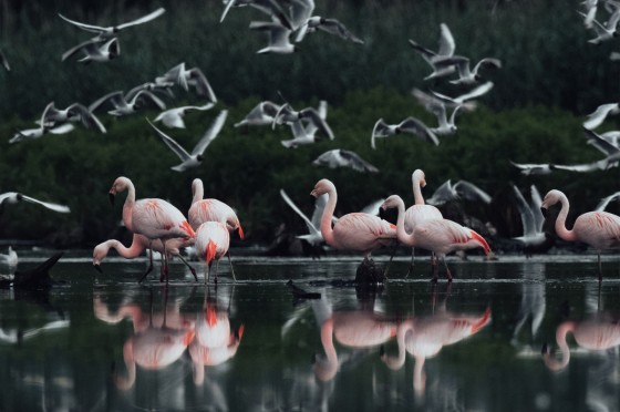 Mehrere Flamingos im Wasser | WestLotto-Ausflugstipps NRW