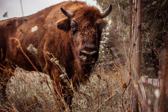 Bison im Wildgehege Neandertal | Ausflugsort NRW
